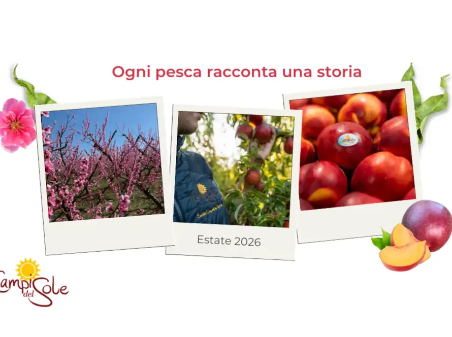 tre polaroid con dentro un albicocco in fiore, uno con i frutti, e delle pesche piatte
