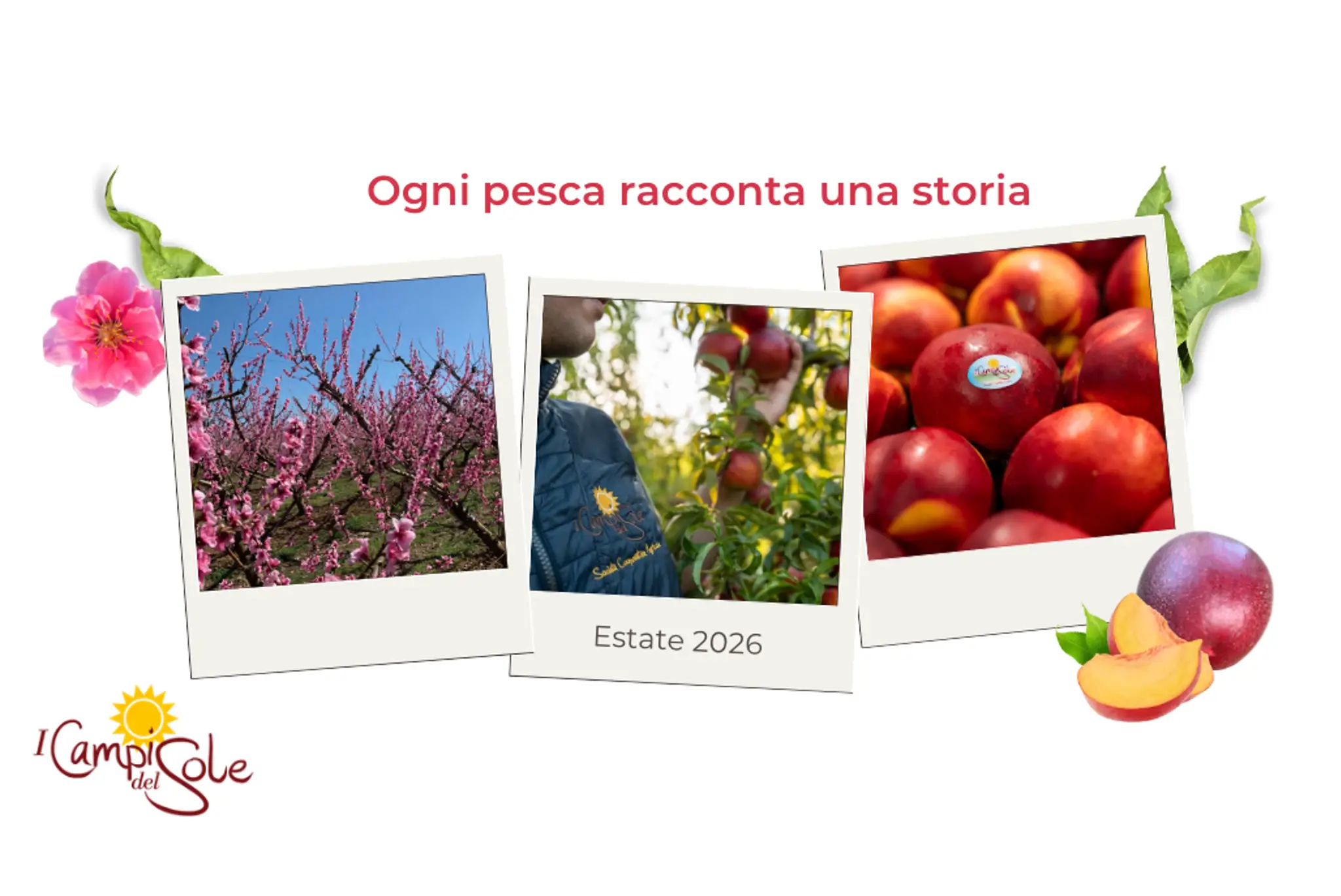 tre polaroid con dentro un albicocco in fiore, uno con i frutti, e delle pesche piatte